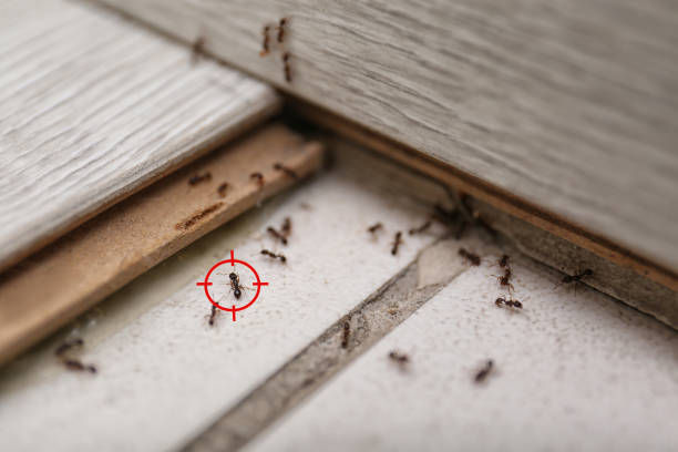 Best Affordable Pest Control Services  in On Top Of The World Designated Place, FL