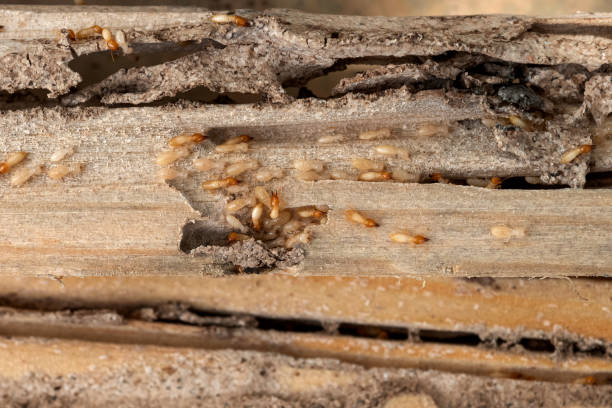Professional Pest Control in On Top Of The World Designated Place, FL
