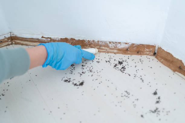 Best Exterminator Services  in On Top Of The World Designated Place, FL